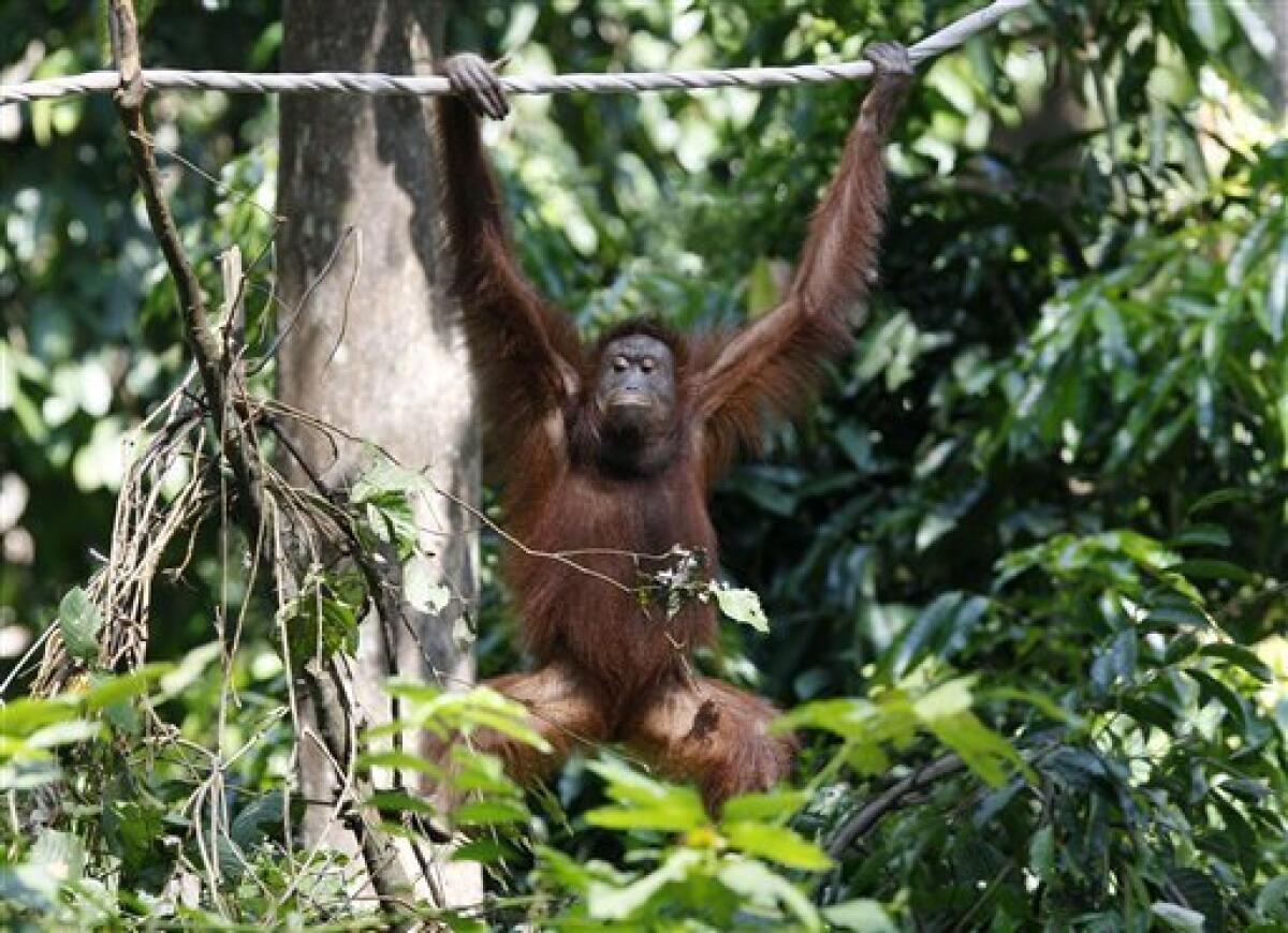 Malaysian experiment releases 3 orangutans in wild - The San Diego